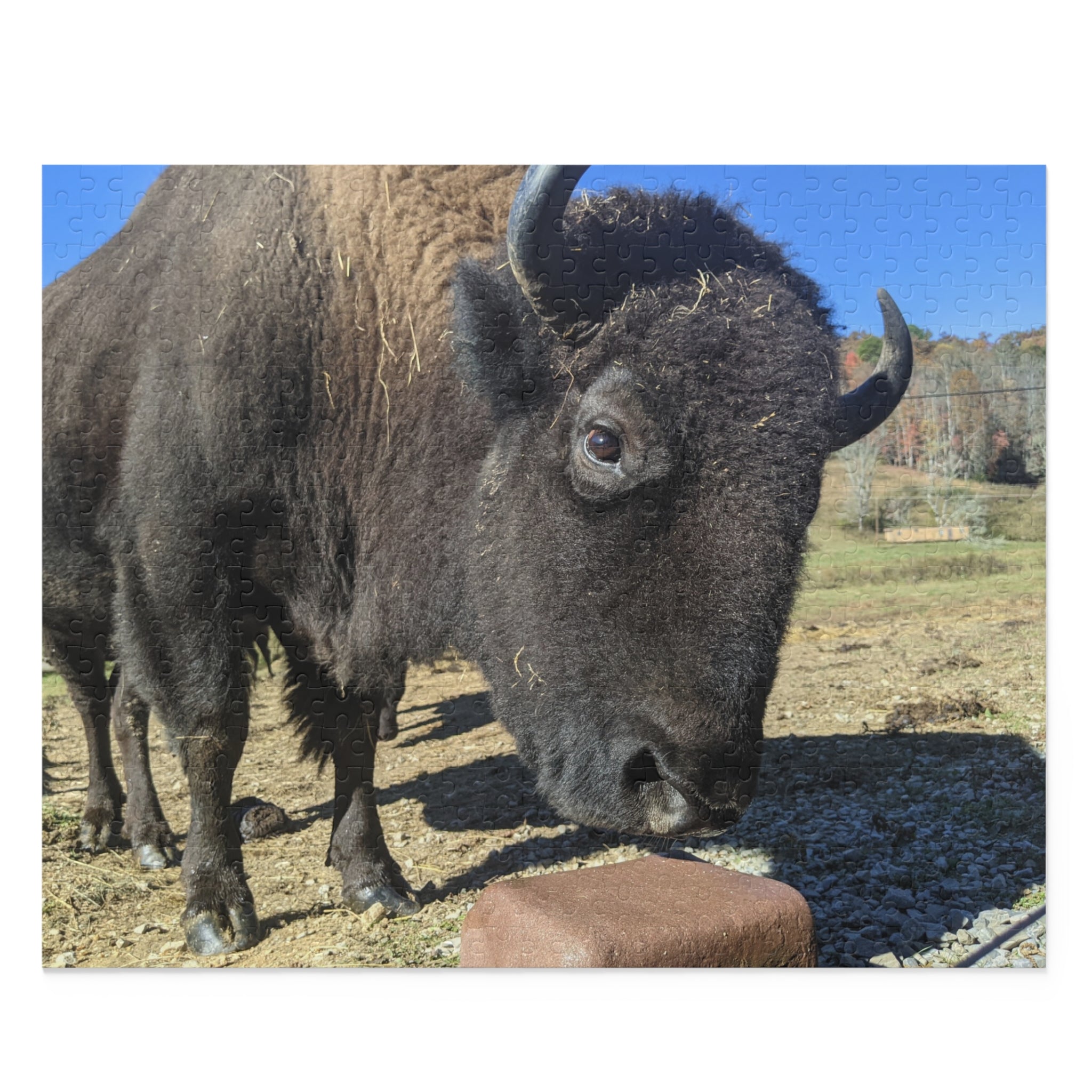 The Brown Farm Bison Scenic Jigsaw Puzzle