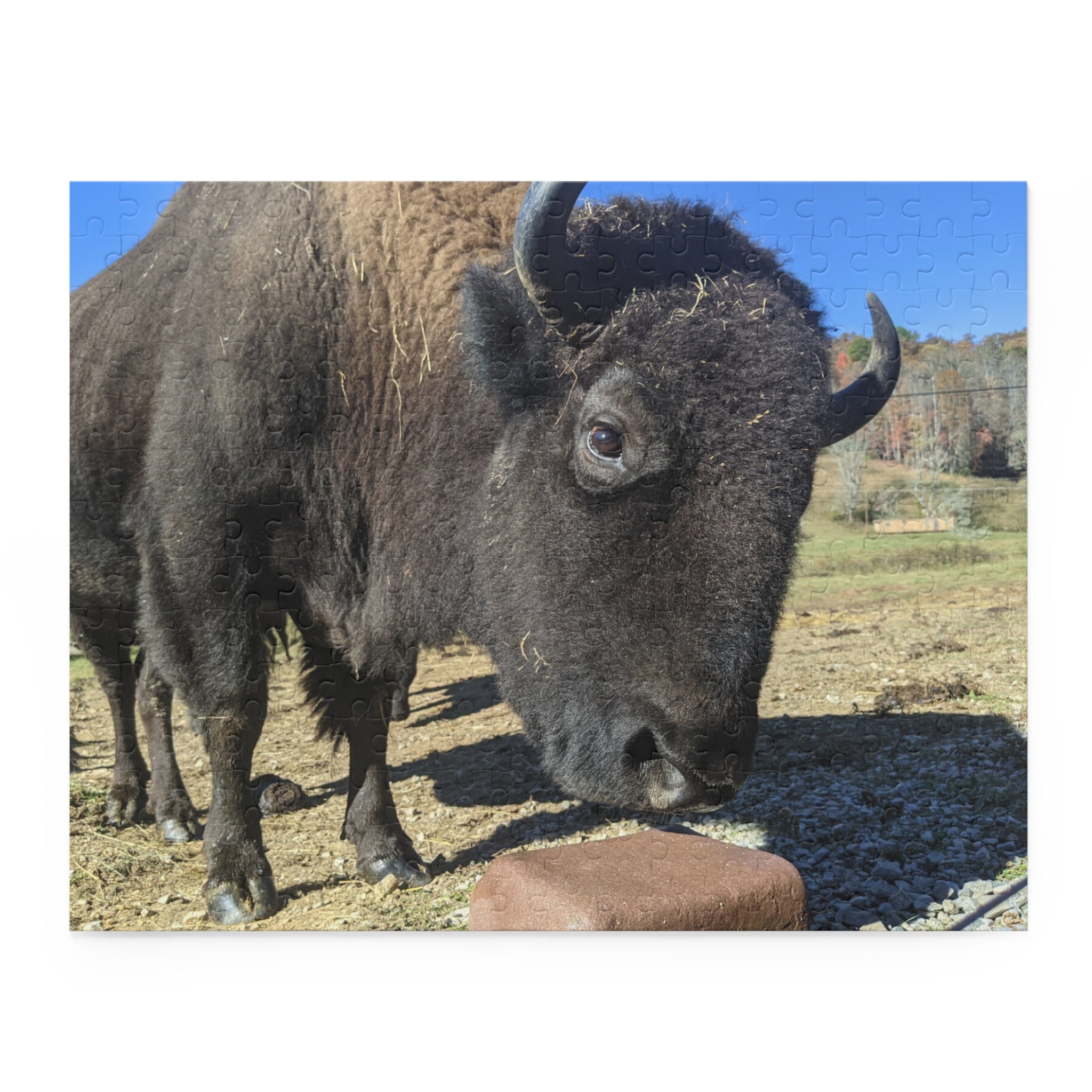 The Brown Farm Bison Scenic Jigsaw Puzzle