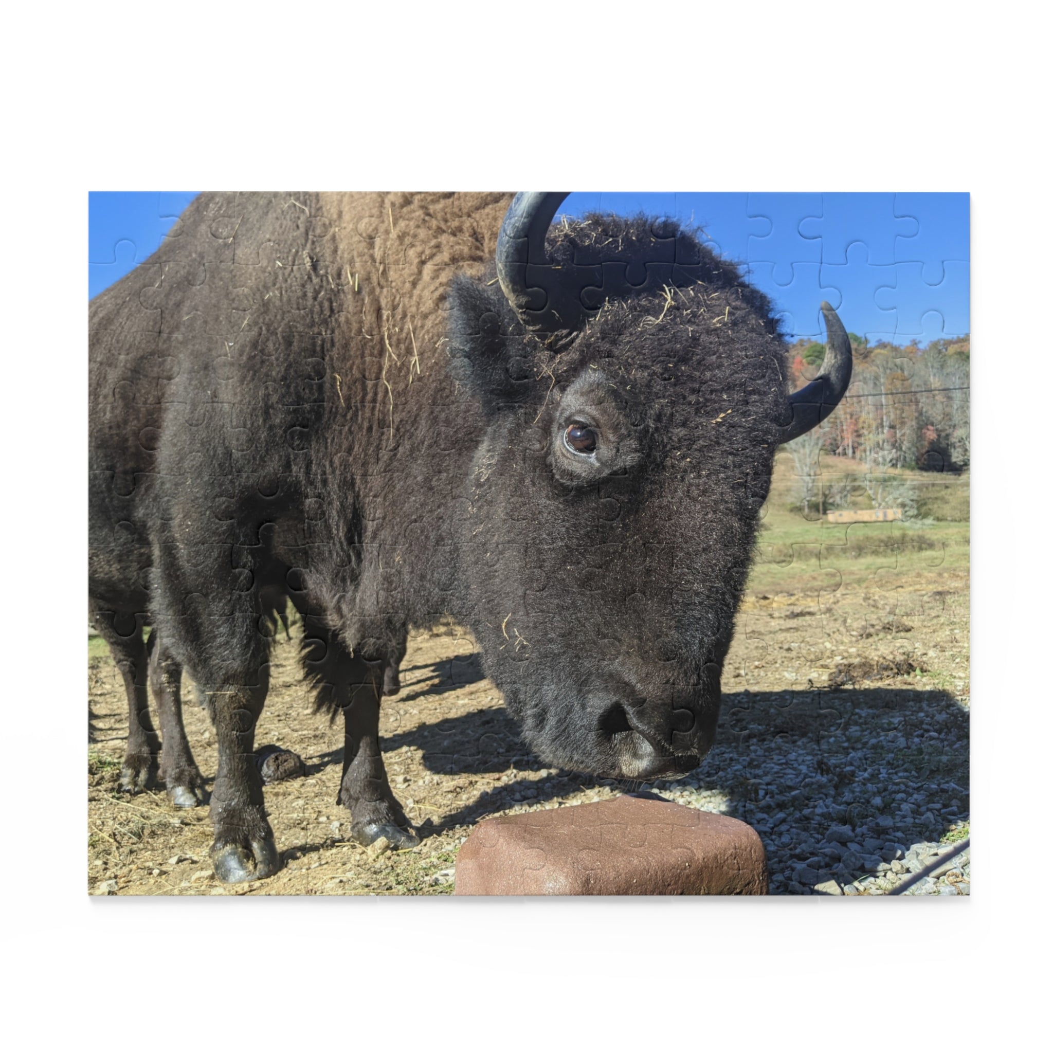 The Brown Farm Bison Scenic Jigsaw Puzzle